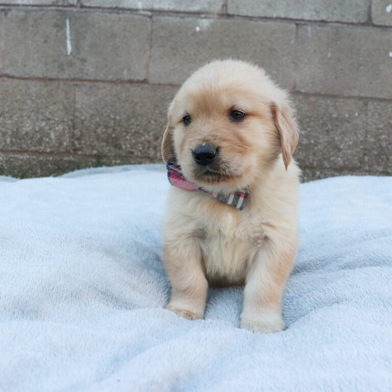 GOLDEN RETRIEVER PUPPIES