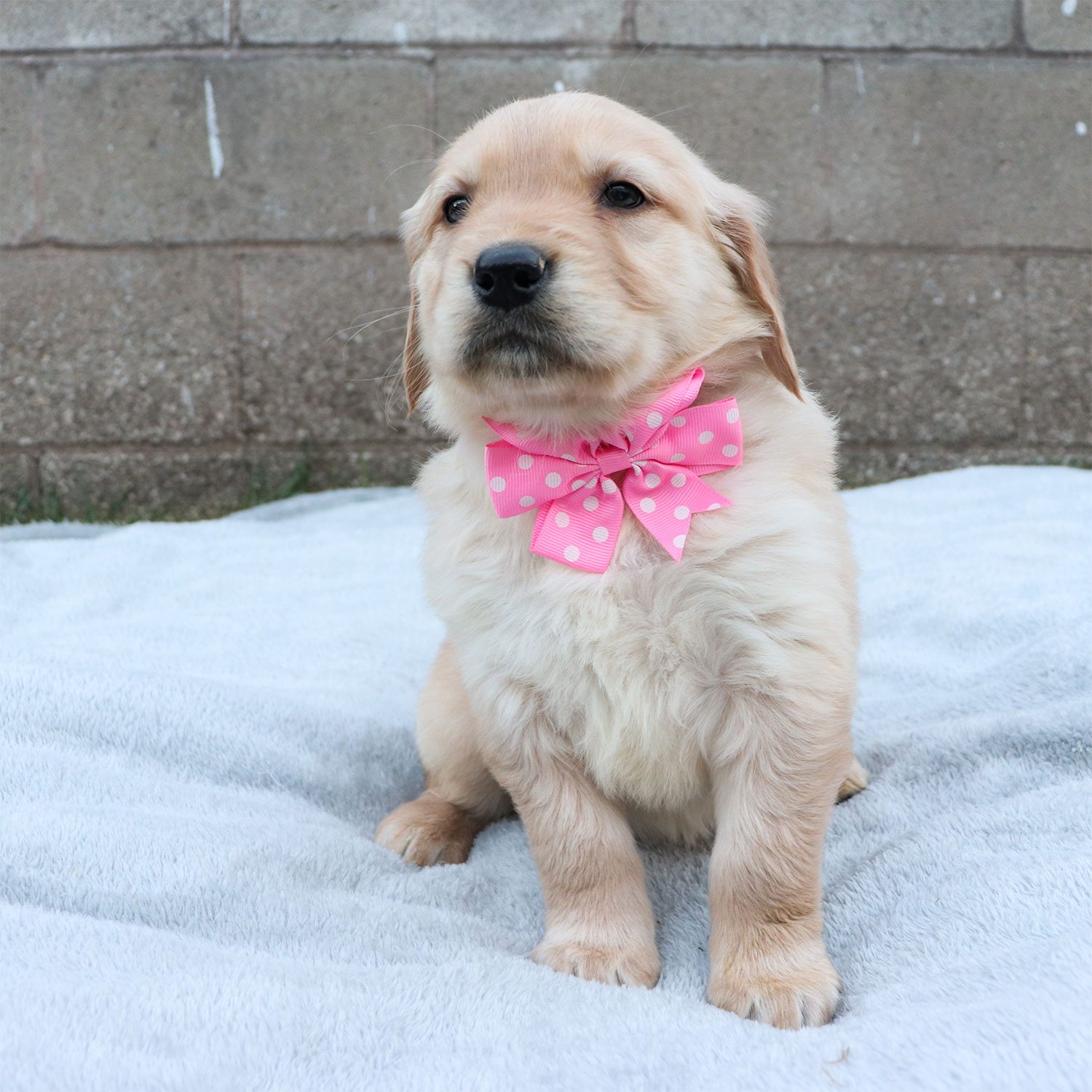 golden retriever puppies