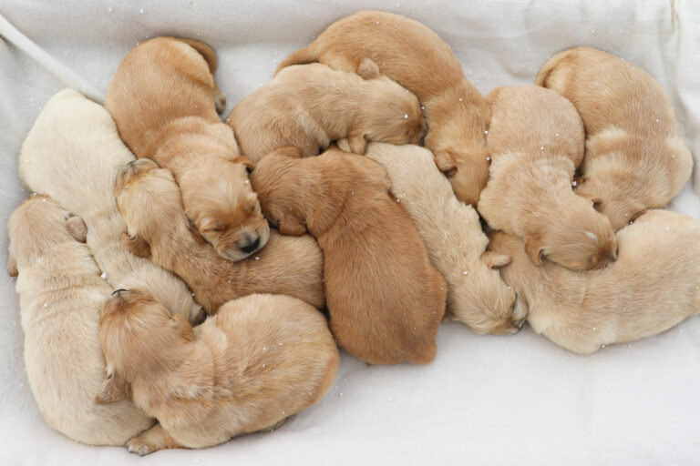 golden retriever puppies