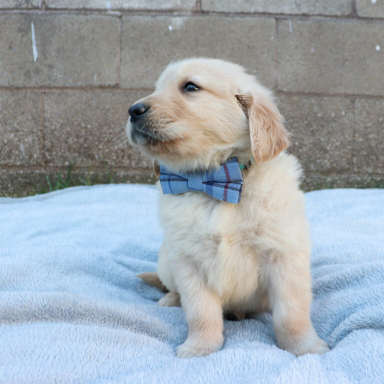 golden retriever puppies