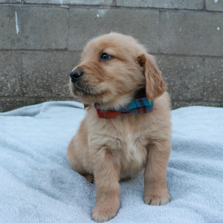 golden retriever puppies