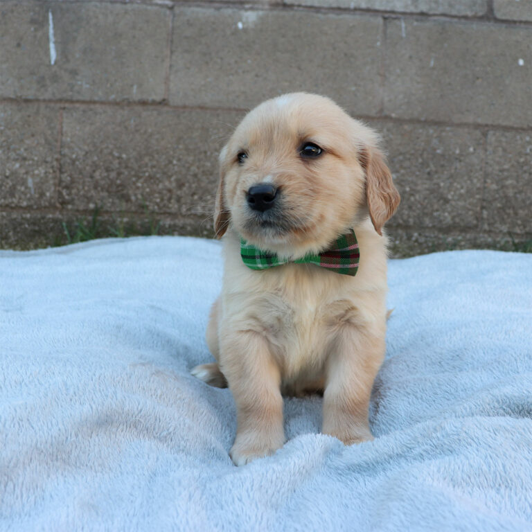 golden retriever puppies