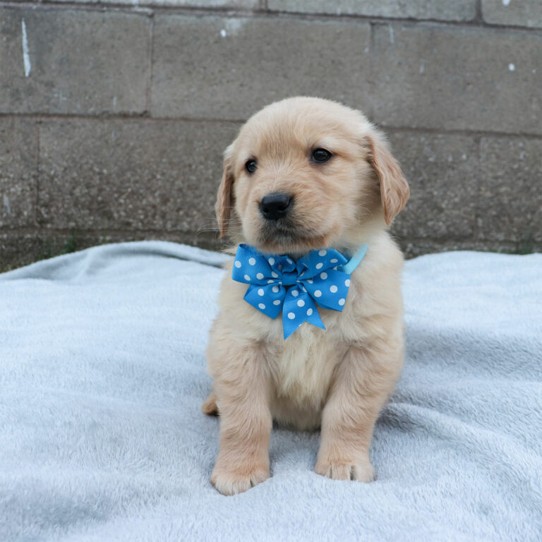 GOLDEN RETRIEVER PUPPIES