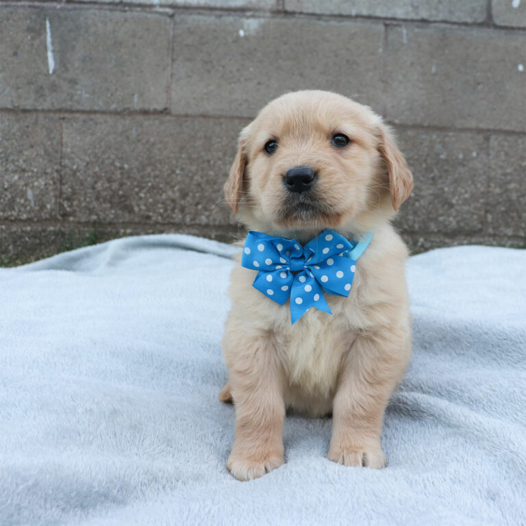 golden retriever puppies