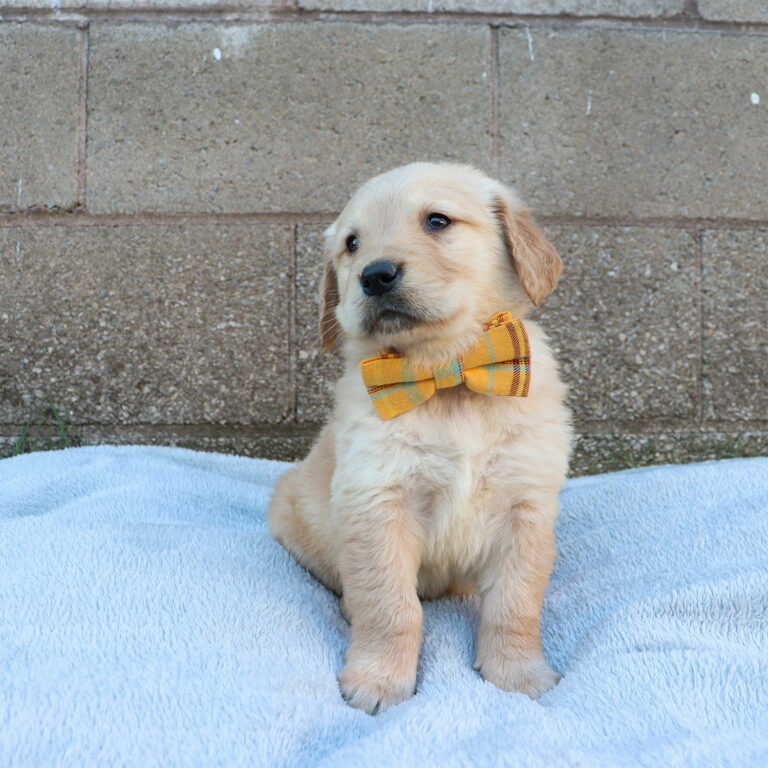 GOLDEN RETRIEVER PUPPIES