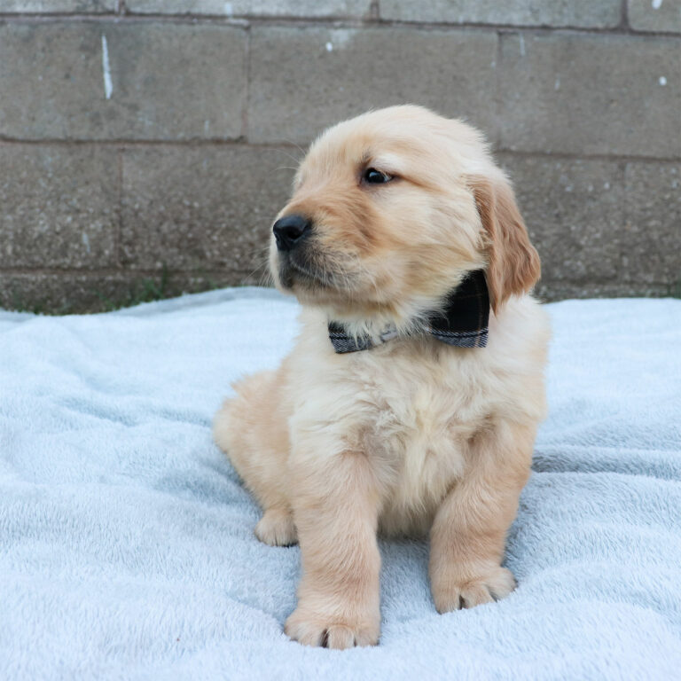 golden retriever puppies