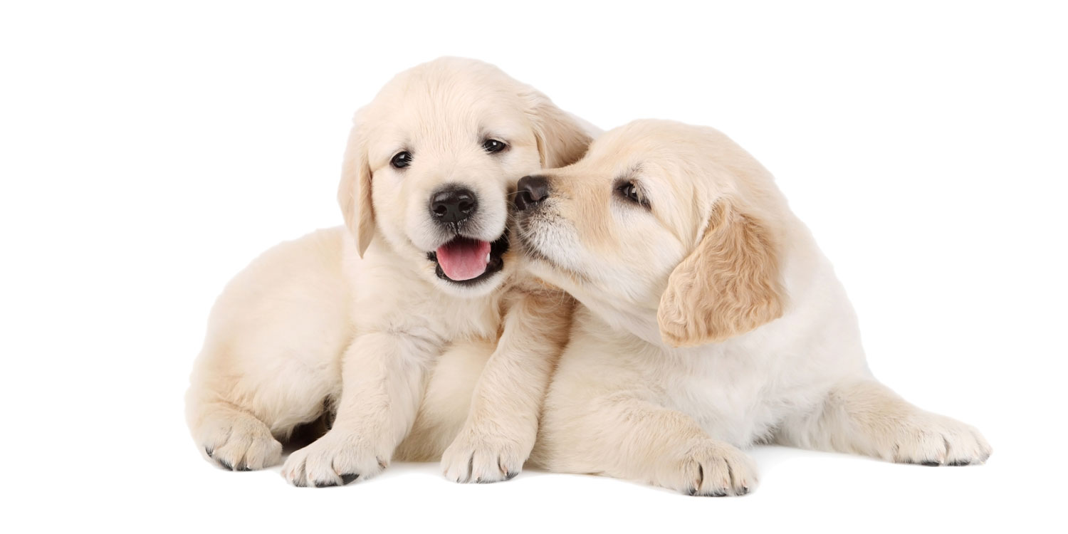 golden retrievers puppies