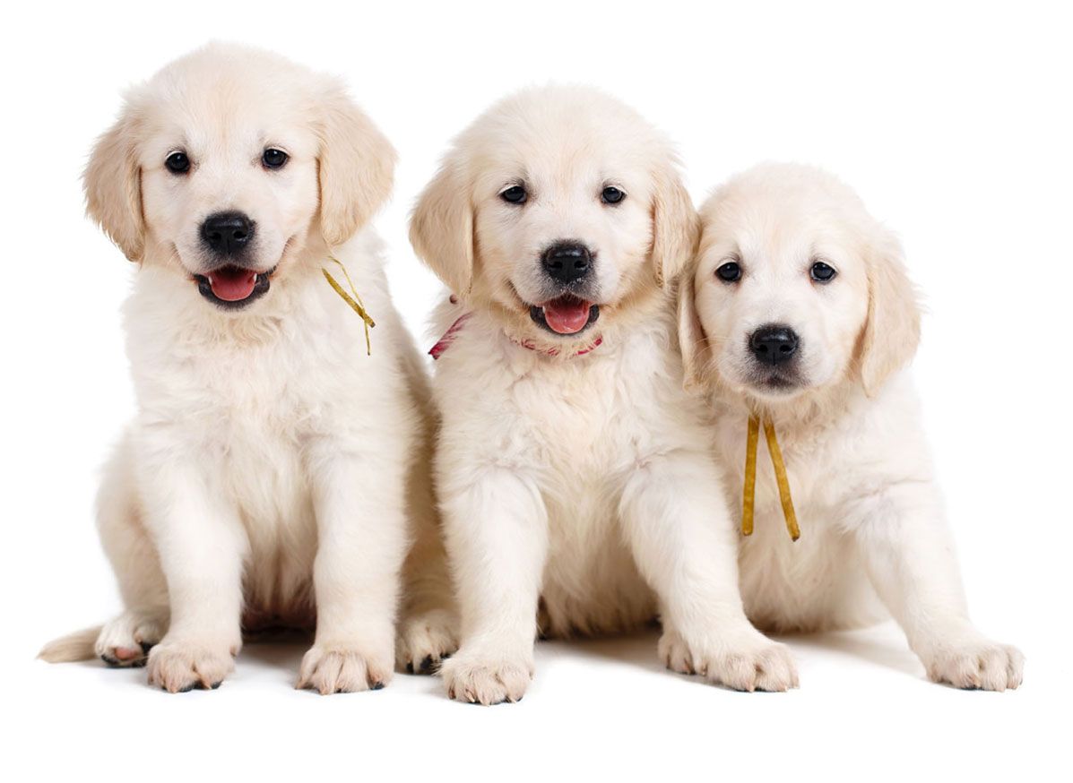 golden retrievers puppies