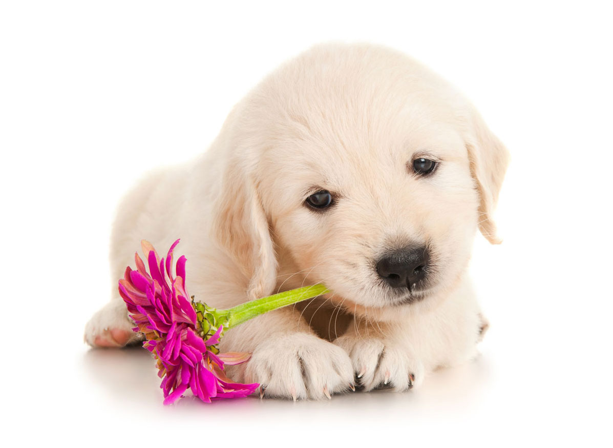 golden retrievers puppies