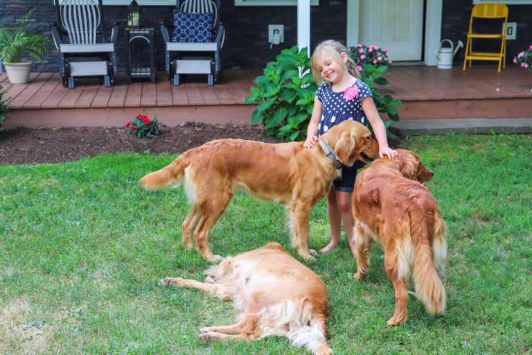 GOLDEN RETRIEVER PUPPIES