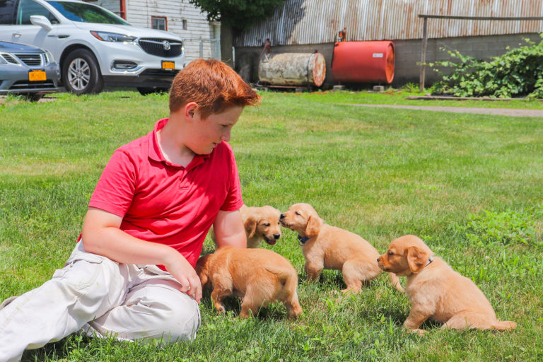 GOLDEN RETRIEVER PUPPIES