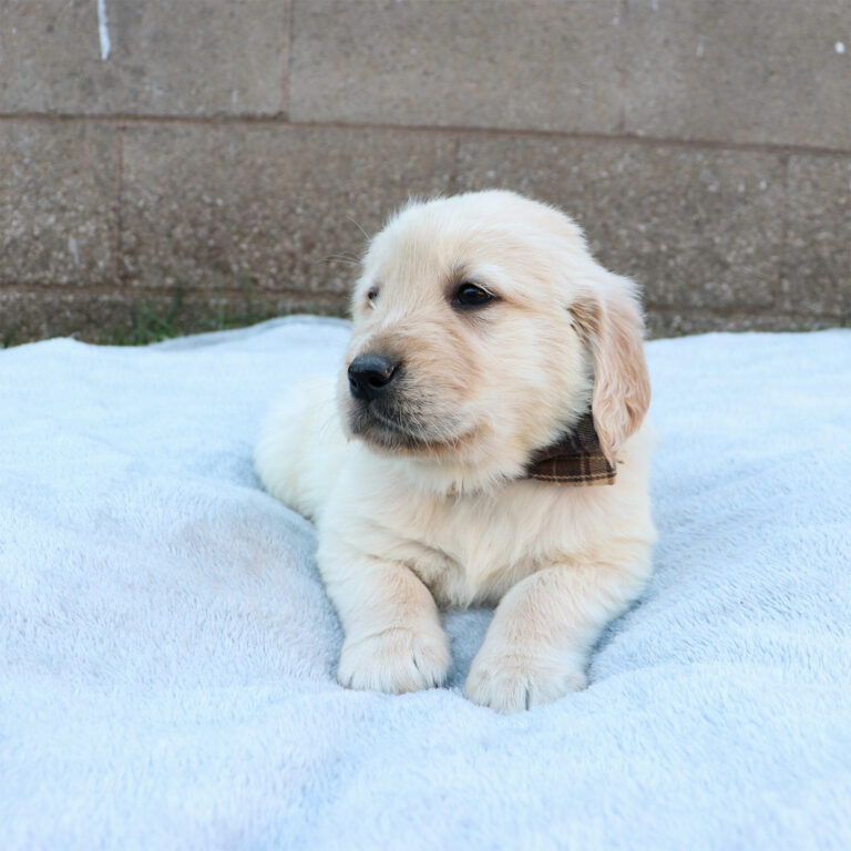 golden retriever puppies