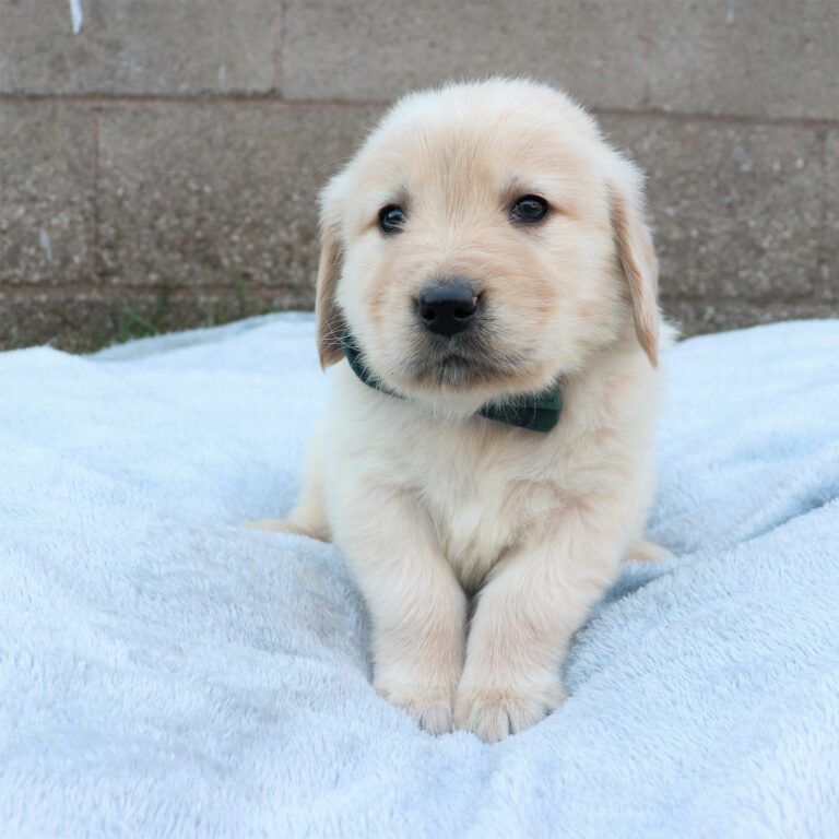 GOLDEN RETRIEVER PUPPIES