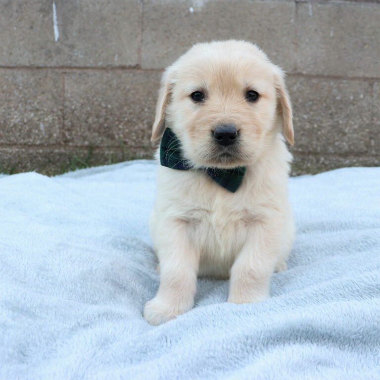 golden retriever puppies