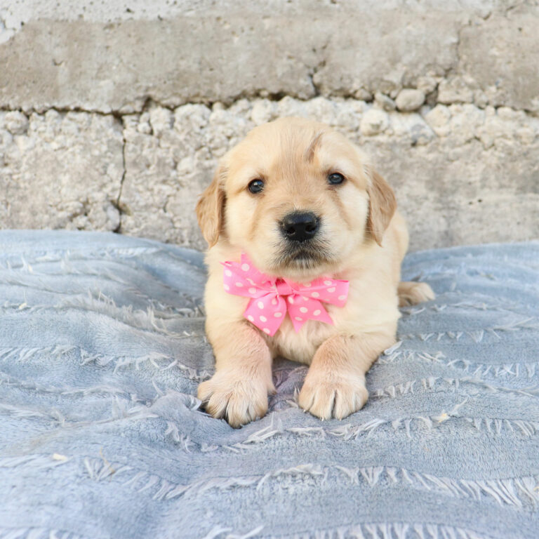 golden retriever puppies