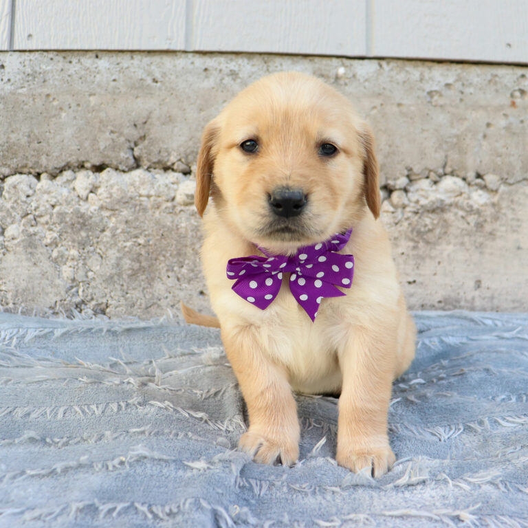 GOLDEN RETRIEVER PUPPIES