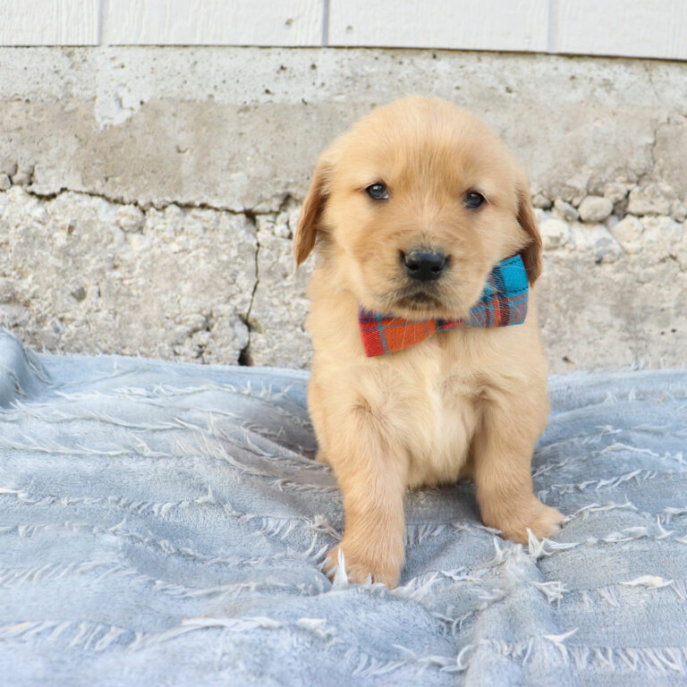 GOLDEN RETRIEVER PUPPIES