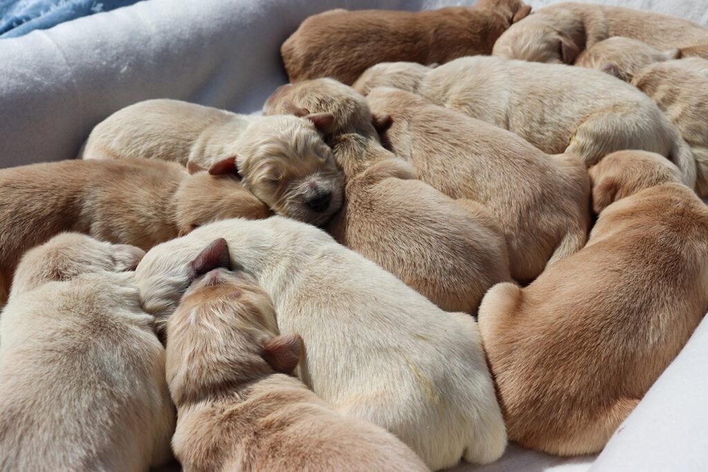 GOLDEN RETRIEVER PUPPIES