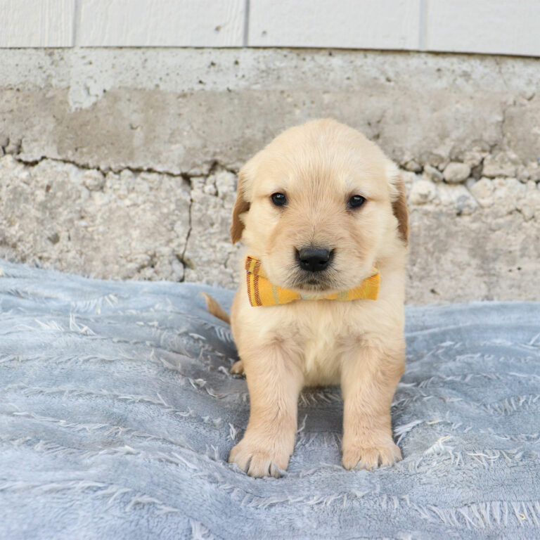 golden retriever puppies