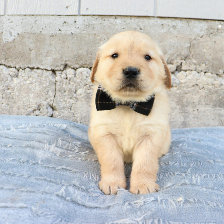 GOLDEN RETRIEVER PUPPIES