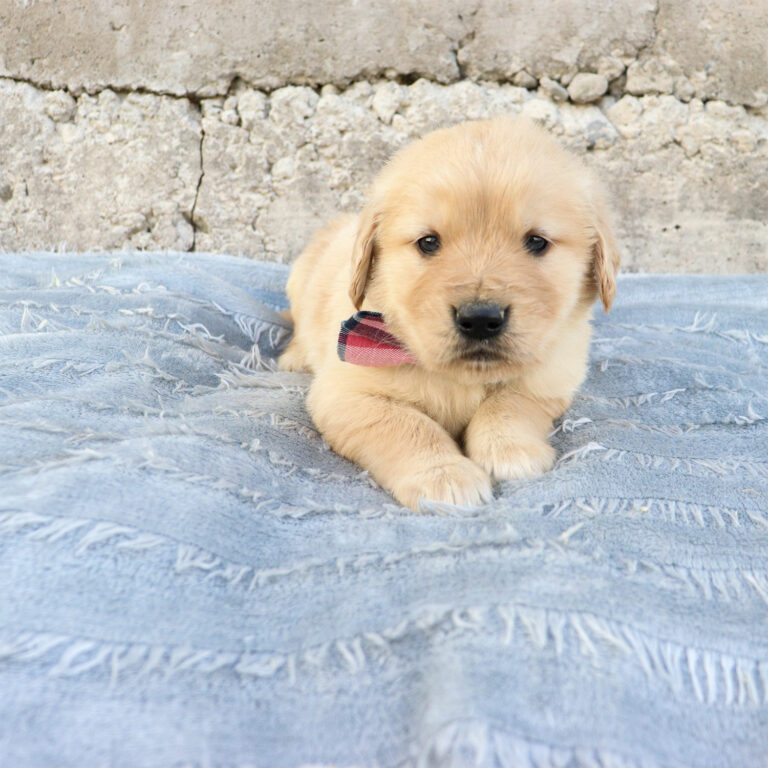 GOLDEN RETRIEVER PUPPIES