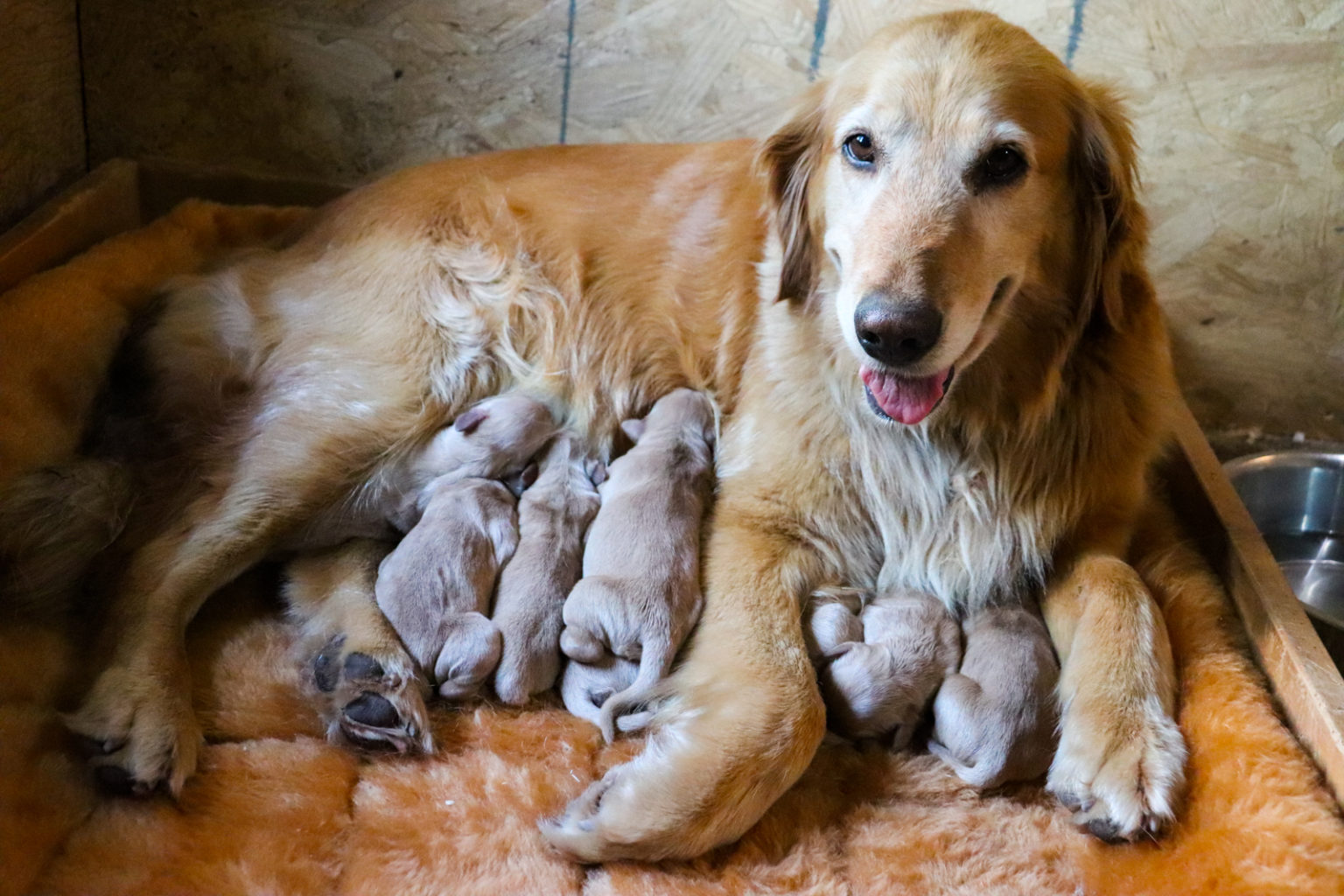 golden retriever puppies