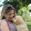 golden retrievers puppies